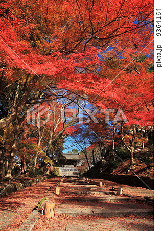 秋の毘沙門堂門跡 9364164