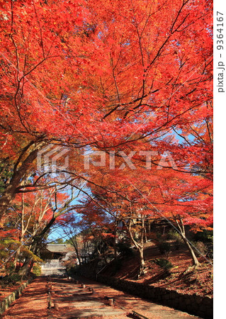 秋の毘沙門堂門跡 秋の毘沙門堂門跡 9364167