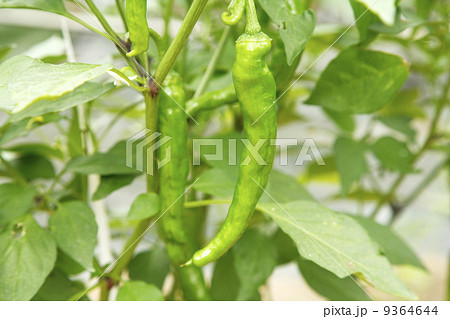 万願寺とうがらし 9364644