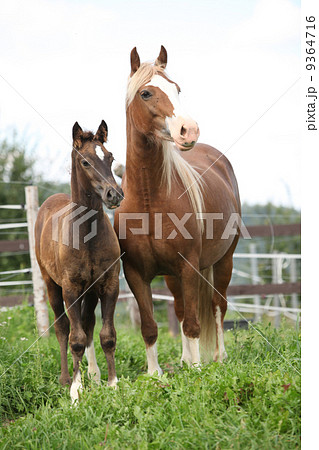 Brown mare with long mane standing next to the foal Brown mare with long mane standing next to the foal 9364716