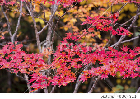 紅葉 9364811