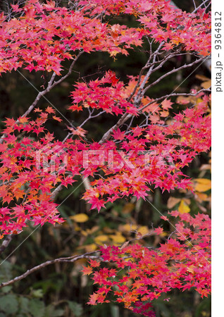 紅葉 9364812