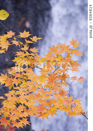 紅葉(滝バック) 紅葉(滝バック) 9364814