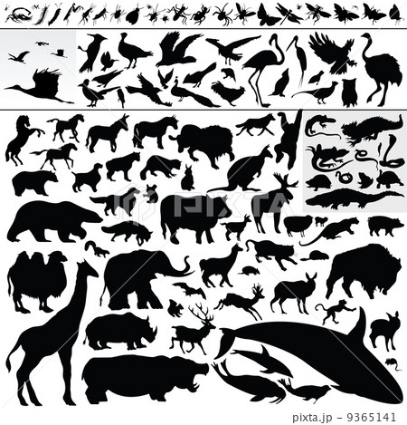 animals 9365141