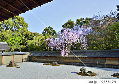 龍安寺　桜　石庭 9366129