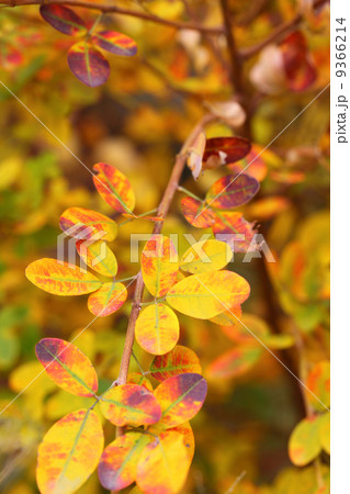 ヤマハギの紅葉 9366214