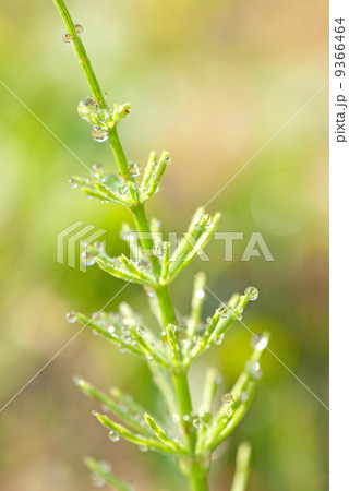 スギナ 9366464