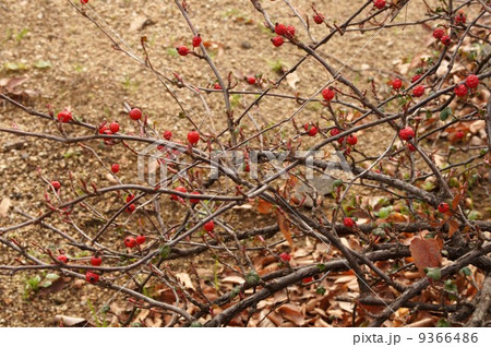 ヤブサンザシの熟した実と新芽 9366486