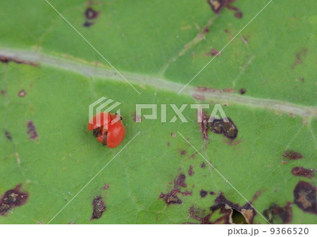 生き物 羽を広げたダイダイテントウ 生き物 羽を広げたダイダイテントウ 9366520