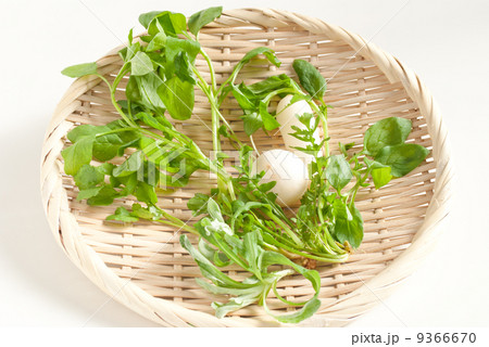 春の七草 春の七草 9366670