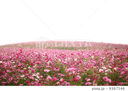 cosmos field 9367546