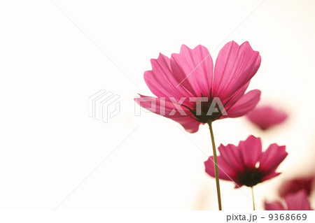 Pink cosmos 9368669