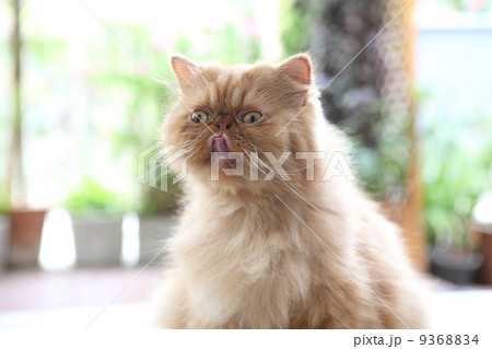 persian cat 9368834