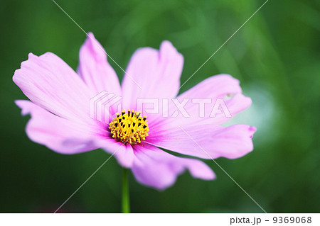 Pink cosmos Pink cosmos 9369068