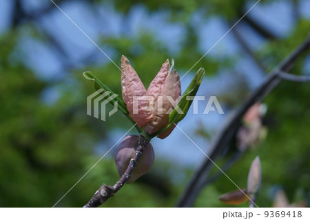 朴の木 ホウノキ大きな蕾です。 朴の木 ホウノキ大きな蕾です。 9369418