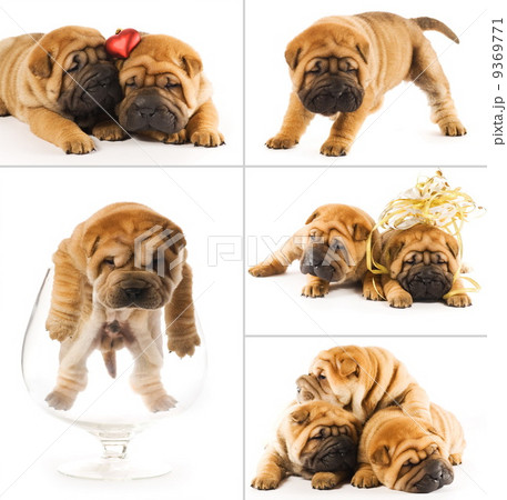 Collage of sharpei puppies 9369771