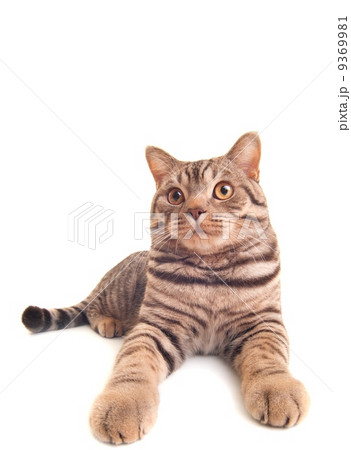 9369981