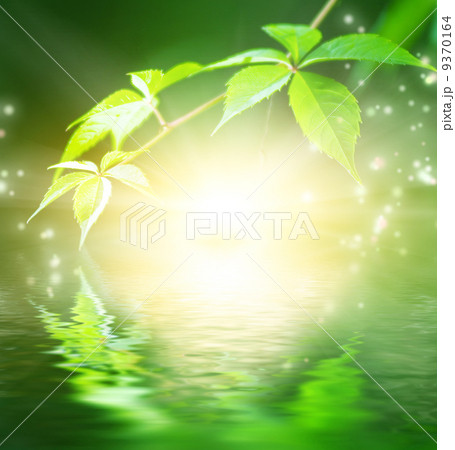 Green leaves reflected in water 9370164