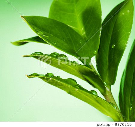 Fresh green leaves Fresh green leaves 9370219