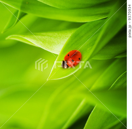 Ladybug sitting on a fresh green grass (shallow DoF) 9370934