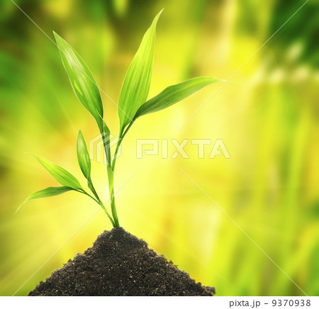 Young plant over abstract green background Young plant over abstract green background 9370938