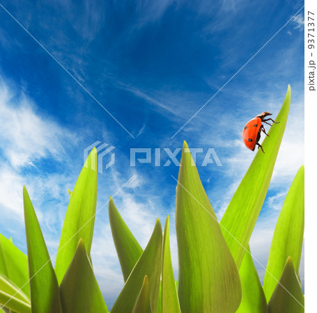 Ladybug sitting on a green grass Ladybug sitting on a green grass 9371377