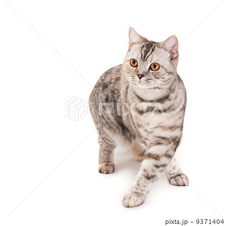 Beautiful kitten 9371404