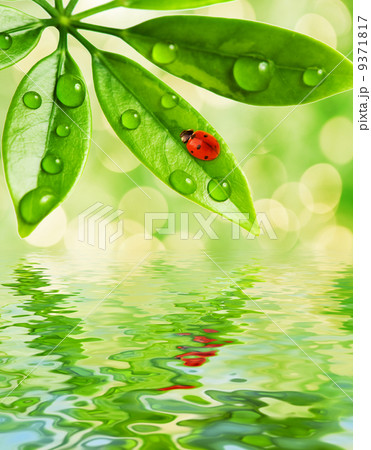 Ladybug sitting on a green leaf reflected in water 9371817