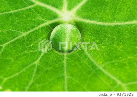 Green leaf texture with water drops on it.... Green leaf texture with water drops on it.... 9371925
