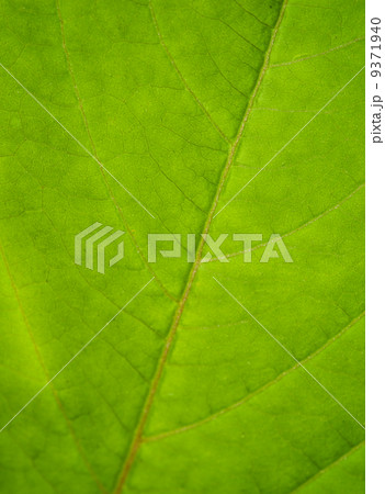 Green leaf texture.... 9371940