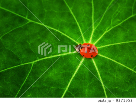 Ladybug sitting on a green leaf Ladybug sitting on a green leaf 9371953