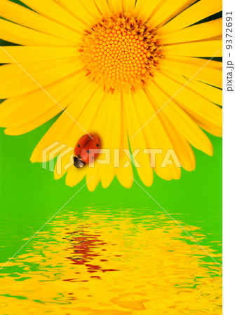 Ladybug on yellow flower. Reflected in water Ladybug on yellow flower. Reflected in water 9372691