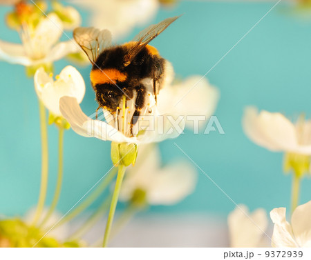 Bumble bee on a flower Bumble bee on a flower 9372939