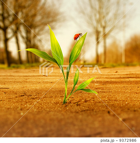 Fresh green grass growing through dry soil Fresh green grass growing through dry soil 9372986