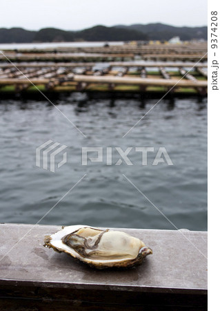 牡蠣筏 9374208