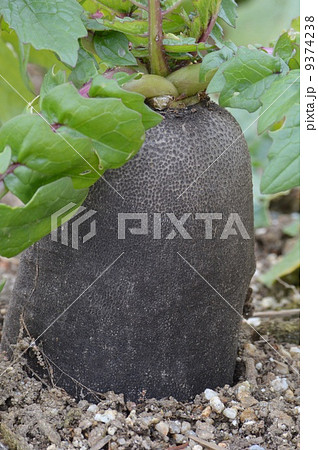 黒長ダイコン 9374238