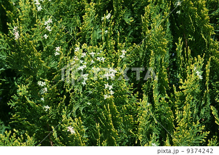 児手柏　コノテガシワの花です。 9374242