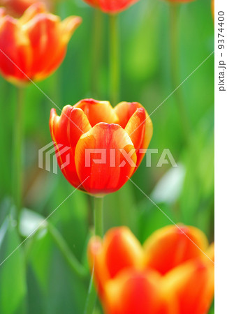 tulip 9374400