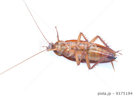 cockroach cockroach 9375194