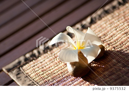 Plumeria Plumeria 9375532