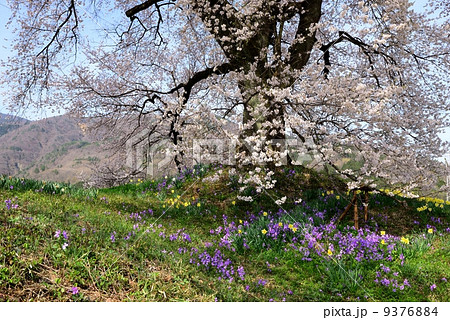 満開の桜 9376884