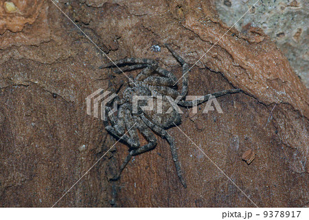 キハダエビグモ 9378917