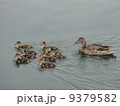 カモの親子 9379582