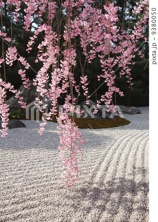 京都 退蔵院余香苑 陽の庭と桜 9380050