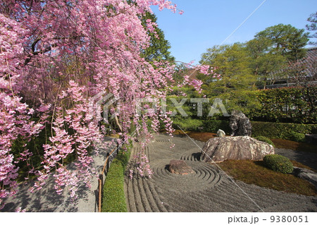 京都 退蔵院余香苑 陰の庭と桜 9380051