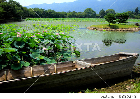 京都 蓮咲く夏の大沢池 京都 蓮咲く夏の大沢池 9380248