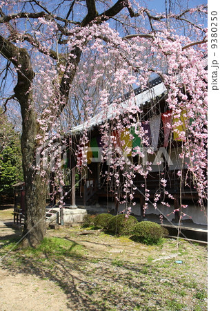 京都　醍醐寺報恩院の枝垂れ桜 9380250