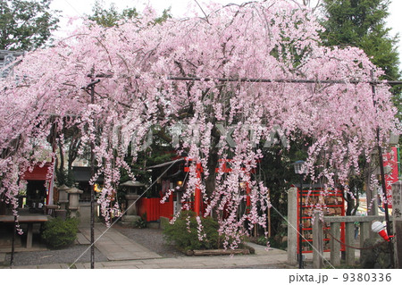 京都 水火天満宮の枝垂れ桜 京都 水火天満宮の枝垂れ桜 9380336