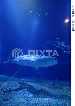 海遊館のジンベイザメ 海遊館のジンベイザメ 9380342