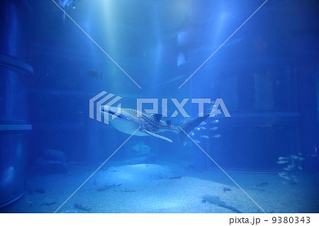 海遊館のジンベイザメ 9380343